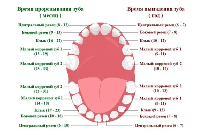 Системы нумерации зубов: ISO (FDI), универсальная, Зигмонди-Палмера  (+наглядные иллюстрации) — Стоматологический портал Стоманет.ру