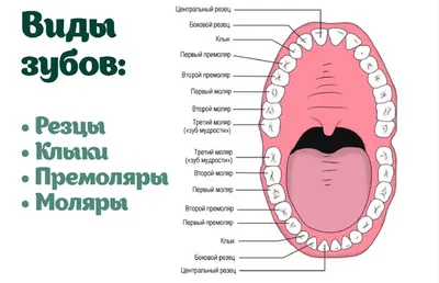 Зубы человека: виды, нумерация и зубная формула ДЕНТиК ЛЮКС