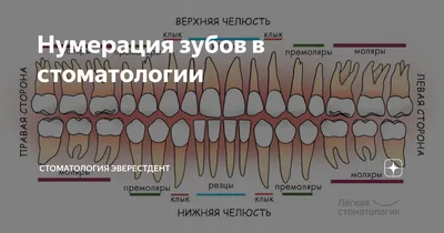 Обозначение и нумерация зубов в Дніпрі без вихідних | Стоматологія \"Полімед\"