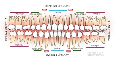 Нумерация (номера) зубов в стоматологии – схема у взрослых, как считать зубы  по номерам