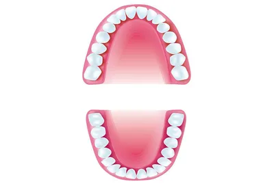Нумерация зубов в стоматологии – схема, порядок (номера) зубов