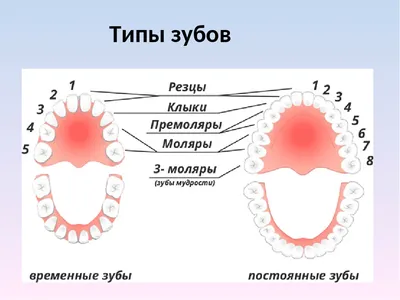 Раз, два, три? Как ведется нумерация зубов в стоматологии