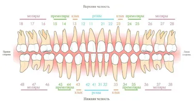 Нумерация зубов в стоматологии порядок зубов, схема