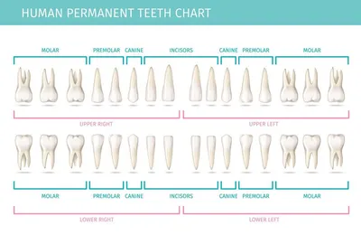 Зубная формула💱или принцип нумерации зубов в стоматологии🦷 | Dental  Dreams | Дзен