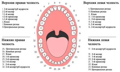 Стоматология \"Жемчуг\" | Нумерация зубов в стоматологии