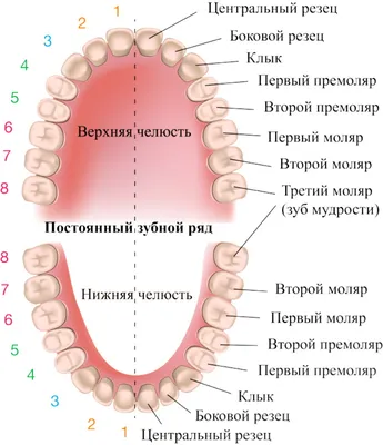 Зубы человека: виды, нумерация и зубная формула ДЕНТиК ЛЮКС