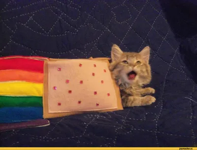 мимими :: живность :: Nyan Cat :: котэ (прикольные картинки с кошками) /  смешные картинки и другие приколы: комиксы, гиф анимация, видео, лучший  интеллектуальный юмор.