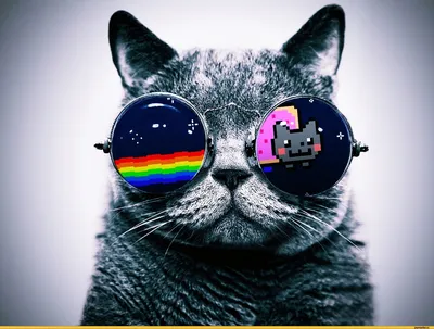 живность :: Nyan Cat :: котэ (прикольные картинки с кошками) / смешные  картинки и другие приколы: комиксы, гиф анимация, видео, лучший  интеллектуальный юмор.