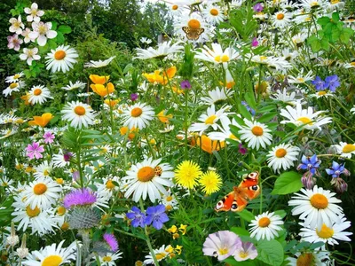 Красота и польза. Лекарственные и ароматные растения в семейном саду -  Архиленд