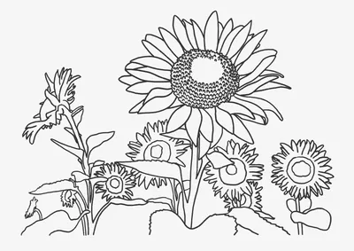 Файл:Фуксия цветок красота.jpg — Википедия