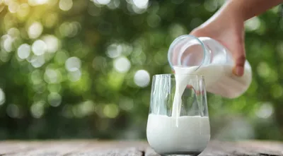 Коровье молоко: польза и вред для человека