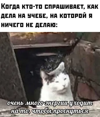 Добрейшего утра! Успешного дня 🤗😊😜🌞🌞🌞🌈 #доброеутро #настроение  #позитив #gudmorning #мантра #аффирмации #юмор #кофе #завтрак | Instagram