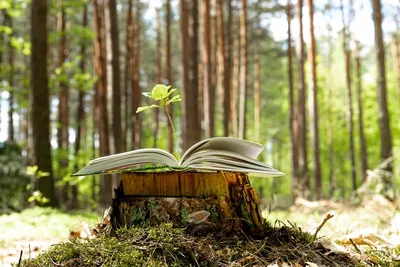 5 июня – Всемирный день охраны окружающей среды — Бобруйский новостной  портал Bobrlife