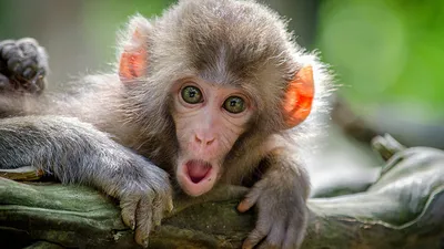 В Китае родилась первая обезьяна с высоким уровнем химеризма. Примерно две  трети клеток в ее теле светились зеленым