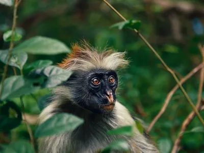 Лес Джозани: царство красных обезьян 🧭 цена экскурсии $120, отзывы,  расписание экскурсий на Занзибаре