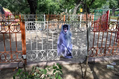 В зоопарке Екатеринбурга капитально отремонтируют вольеры для обезьян -  «Уральский рабочий»