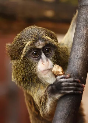 Врач объяснил нападение обезьяны на девочку в Подмосковье «конкуренцией  видов»