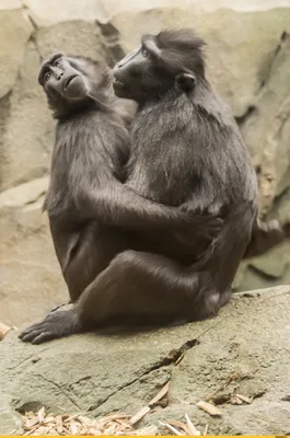Смотреть мультфильм Осторожно, обезьянки 1984 года онлайн в хорошем  качестве 720p