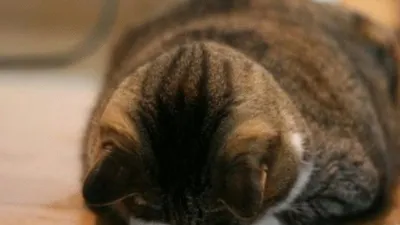 Кошка обиделась. Почему? (Поведение кошек) Энциклопедия о животных EGIDA.BY