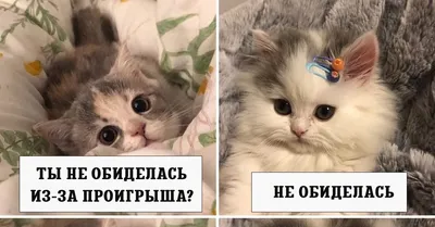 Стихотворение Марианны Заигралиной «Кошка обиделась...» | Сообщество  «Поэзия» | Дзен