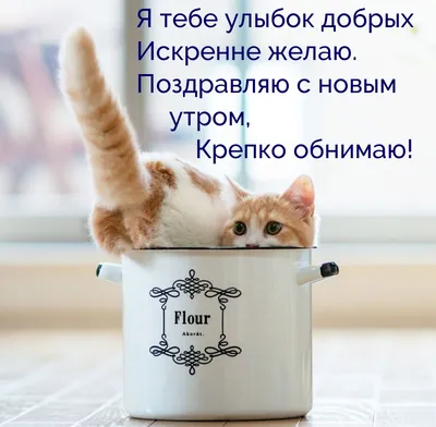 обнимаю | Кошачьи цитаты, Мемы, Милые котики