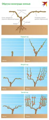 Обрезка винограда осенью для начинающих