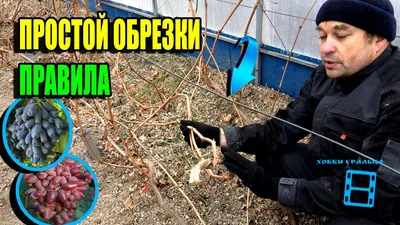 ОБРЕЗКА ВИНОГРАДА ОСЕНЬЮ ДЛЯ НАЧИНАЮЩИХ ПРОСТО. КАК ОБРЕЗАТЬ ВИНОГРАД?  СЕВЕРНЫЙ ВИНОГРАДНИК 22-42 - YouTube