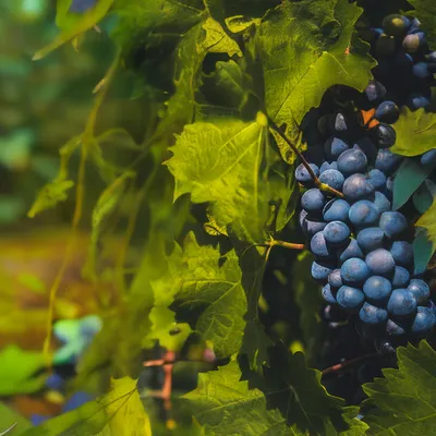Обрезка запущенного куста винограда | Обрезка винограда осенью | Для  начинающих - YouTube