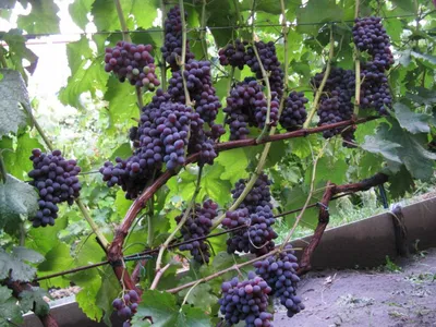 Обрезка винограда осенью на участке: правильное пошаговое описание схемы с  картинками