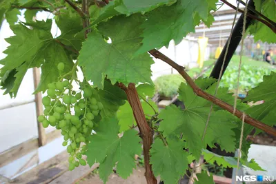 Обрезка винограда,что делать? в 2023 г | Виноград, Растения, Лозы