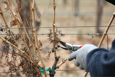 Как обрезать виноград осенью: когда его укрывать на зиму, что делать с  лозой октябрь-ноябрь 2022 года - 15 октября 2022 - НГС