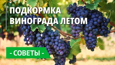Обрезка винограда: пошаговое описание, схема, видео | Компания «Большая  земля»