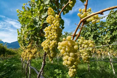 Обрезка винограда осенью на участке: правильное пошаговое описание схемы с  картинками