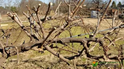 Как правильно обрезать виноград осенью - полезные статьи о садоводстве от  Agro-Market