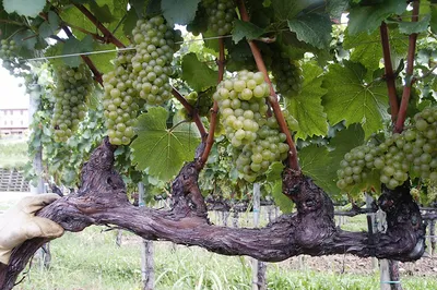 Обрезка винограда летом: что нужно знать для лучшего урожая | Ботаничка |  Дзен