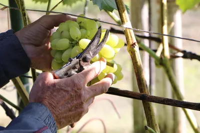 Особенности обрезки винограда Изабелла осенью