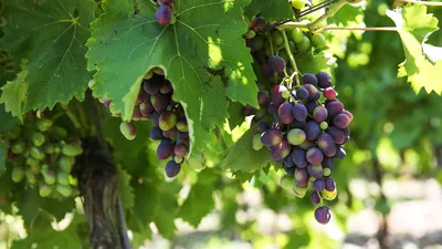 Как обрезать виноград летом: от ненужных побегов до урожайных кистей |  Азбука огородника | Дзен