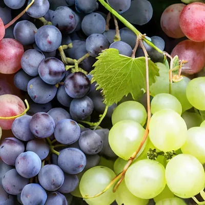 Обрезка винограда пошагово для начинающих: как правильно обрезать и уход