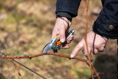 Обрезка винограда весной инструкция для начинающих садоводов в картинках