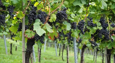 Обрезка винограда по годам для новичков. А вы знали, что в каждом году  виноград обрезают по разному | Виноград и Виноделие | Дзен