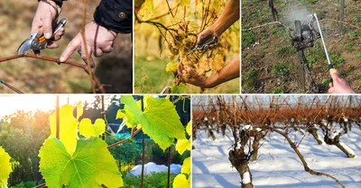 Когда обрезать виноград – весной или осенью? Зависит от того, зимует ли  виноград под укрытием!
