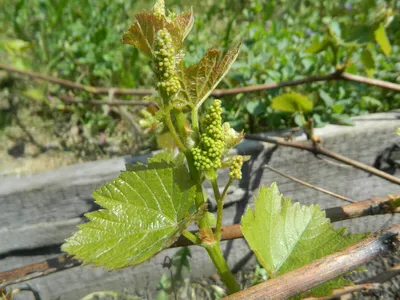 Уход за виноградом с весны до осени – полезные советы начинающим | В саду  (Огород.ru)