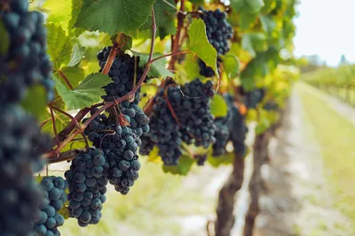Сроки обрезки винограда весной 2023 по лунному календарю в разных регионах  России | Антонов сад - дача и огород | Дзен