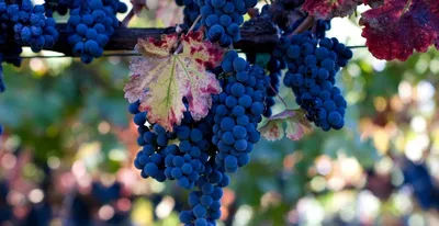 Основные понятия, сроки и инструменты для обрезки кустов винограда -  Виноград, виноградарство. Саженцы винограда Красохиной С.И.