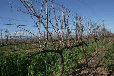 Обрезка винограда весной на третий год: формировка трёхлетнего куста,  подкормка, опрыскивание и другие методы ухода, схема, видео