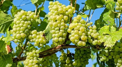 Формирование куста винограда - основные виды формирования