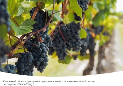 Как посадить виноград весной саженцами: правила посадки и выращивания |  ivd.ru