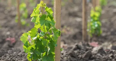 Обрезка винограда весной для начинающих: в картинках, пошагово | Виноград,  Растения, Агротехника