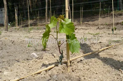 Весенняя обработка винограда - Профилактические действия