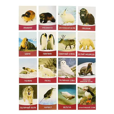Карточки Домана Дикие животные 20 карточек на русском языке (2100064095061)  – купить в интернет-магазине Ditya.com.ua цены, отзывы, фото, характеристики